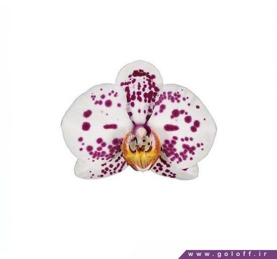 گل ارکیده فالانوپسیس زامورا - Phalaenopsis Orchid | گل آف